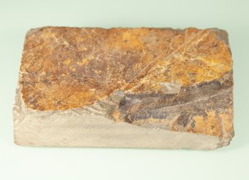 Jyun Sho-Honyama Nr. 7