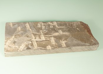 Tanbanokuni Kouzaki ca. 5000-6000 Krnung ca. 900-1000 Gramm