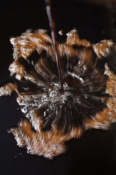 Austern Sojasauce 300ml **frisch eingetroffen**